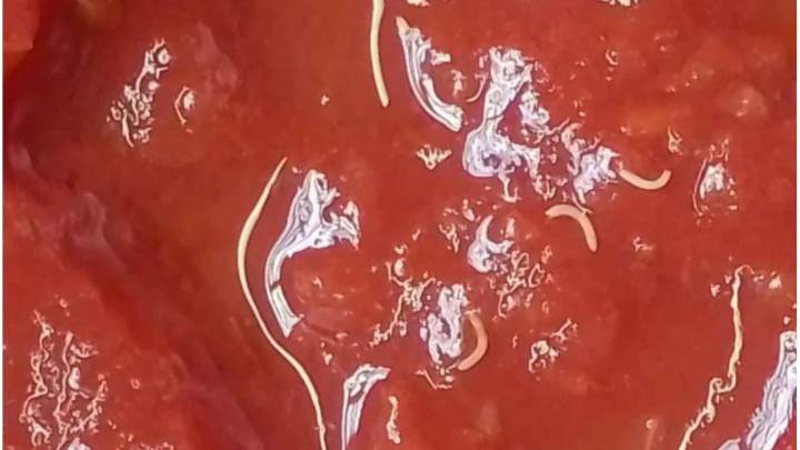 Tomate con gusanos: cuál es el lote afectado y cómo reconocer el envase para no consumirlo