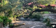 Reptiles escape injuries from falling tree at nation's oldest alligator farm