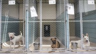 Hillsborough pet shelter is without AC. Why it’s not rare in Tampa Bay.