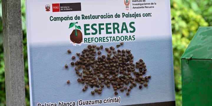 Incendios forestales: lanzarán 3 millones de esferas reforestadoras para recuperar tierras