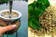 Cuál es la planta que se puede agregar al mate y obtener beneficios para la salud