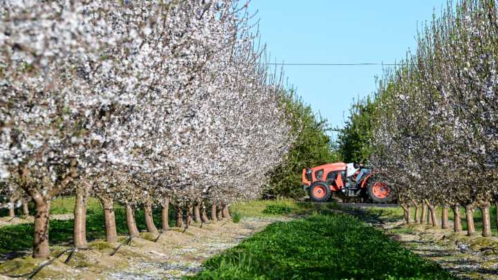 A rat infestation is spelling trouble for the almond industry