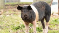 Man receives first pig lung transplant in historic medical breakthrough
