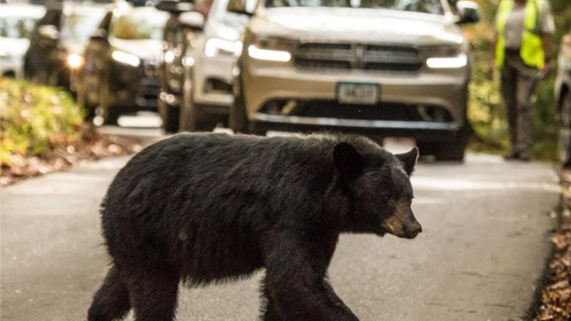 Great Smoky Mountains NP reports more visitors feeding…