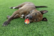 Urgent Call for Fosters From the Vanderburgh Humane Society