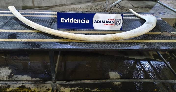 Aduanas incauta costilla de ballena en paso fronterizo Cardenal Samoré: venía oculta en un vehículo proveniente de Argentina