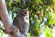 What’s a good way to attract owls to an urban neighborhood?