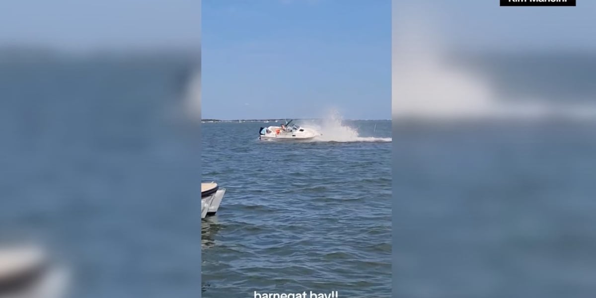 Whale dies after colliding with small boat, nearly tipping it over