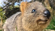 Los expertos alertan: es el animal más feliz de la Tierra, pero está en peligro crítico de extinción