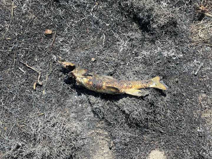 A fish fell from the sky in a B.C. village and sparked a fire