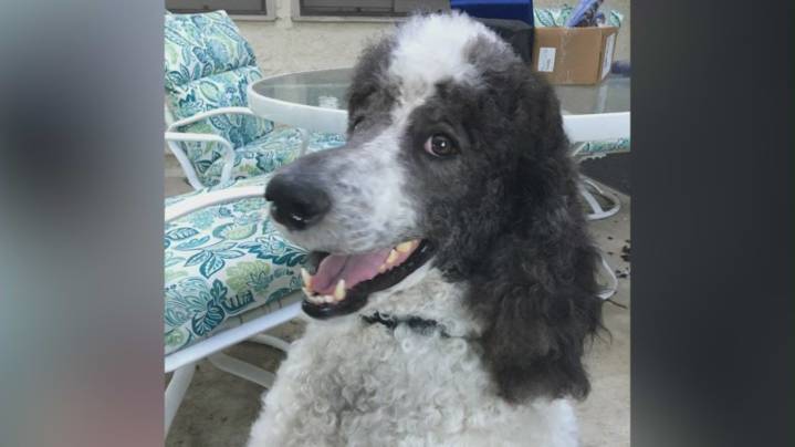 Los Angeles dog recognized for heroic work during Southern California wildfires