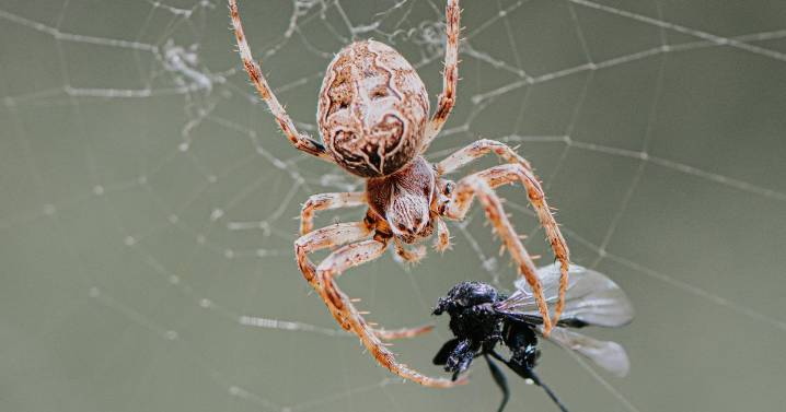 Spider mating season on the way and there's one simple method to keep them out
