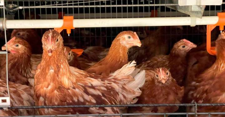 Granja avícola paisa recibe certificación y se convierte en la primera del país en garantizar el bienestar de sus gallinas: aquí la historia