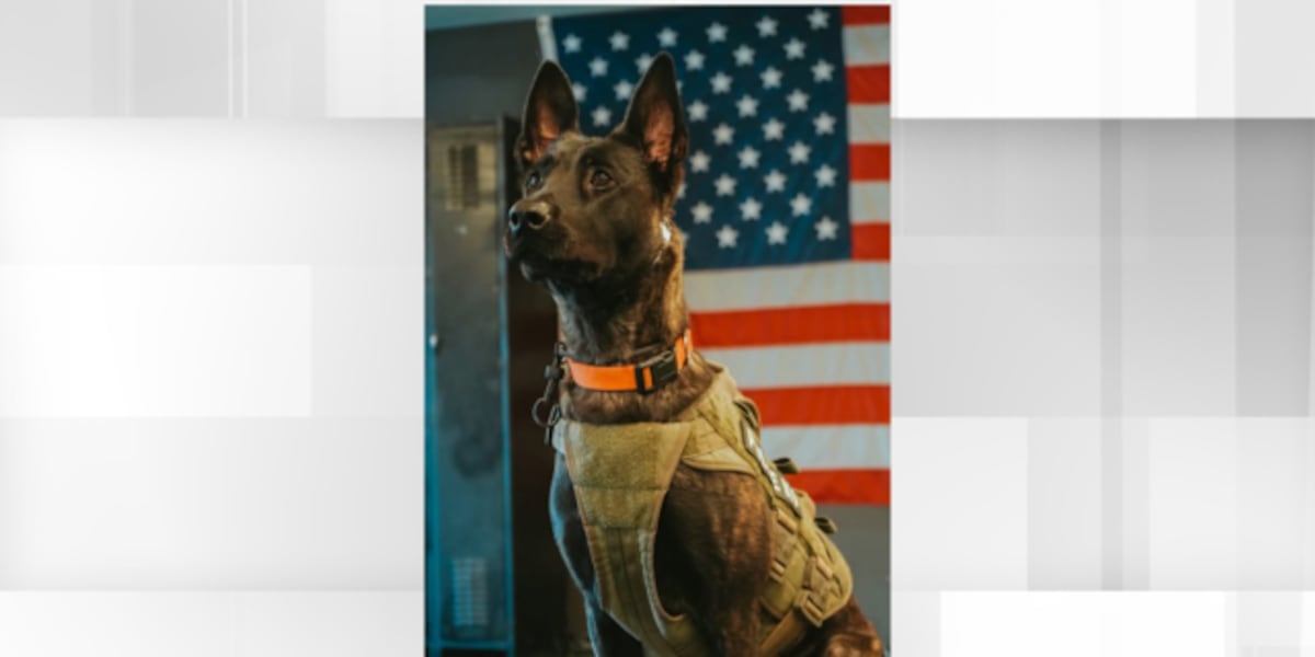 Questions remain after police K9 killed in line of duty in North County