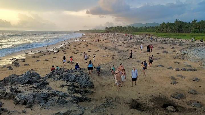 Arriban tortugas marinas a las playas de Michoacán