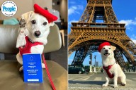 Dog Travels to 40 Countries with His Foster Dog (Exclusive)
