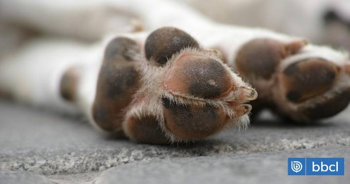Vecinos denuncian masiva matanza de perros por envenenamiento en Los Ángeles y Yumbel