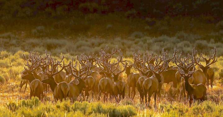 GLOWING ANTLERS