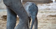 And Dakari makes four: Sedgwick County Zoo welcomes fourth African elephant calf