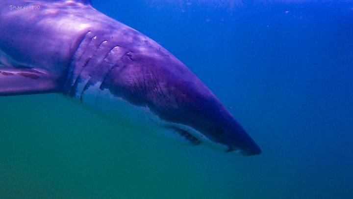 Meet Quadrilateral: This 10-foot shark is among dozens making waves off Cape Cod beaches