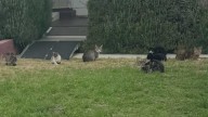 Southern California neighborhood faces safety concerns amid growing animal activity