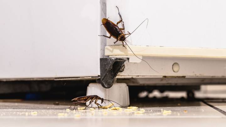 Con pocos ingredientes, así podés preparar este repelente para combatir las cucarachas de tu casa