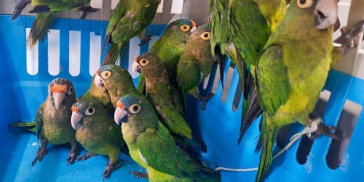 Desmantelan red de tráfico ilegal de aves en mercados de Jalisco: 40 ejemplares rescatados y dos detenidos