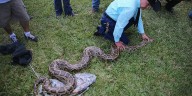 Nearly 300 invasive pythons removed from South Florida during snake hunt