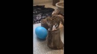 Hunt, pounce, tumble! Clouded leopard cubs test out their skills with oversized eggs
