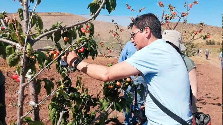 Floración de cerezos en Ovalle arrancó cinco días anticipado respecto a 2024