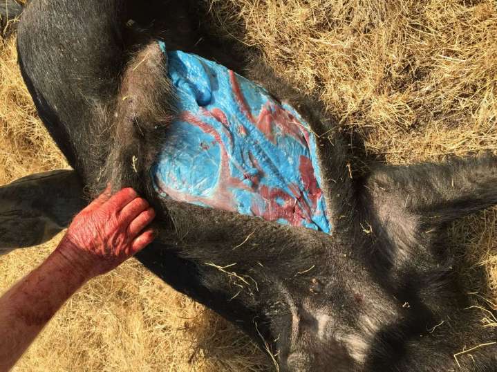 Horror as pigs discovered with bright blue SKIN after being ‘exposed to pesticides’