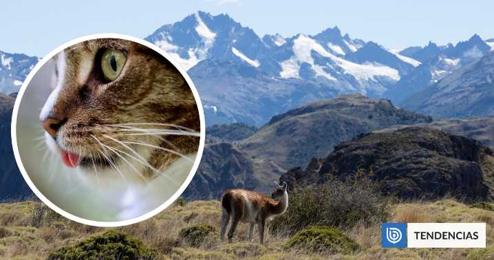 Fue acompañado de su gato: las lecciones del hombre que vivió un año solo en la Patagonia chilena