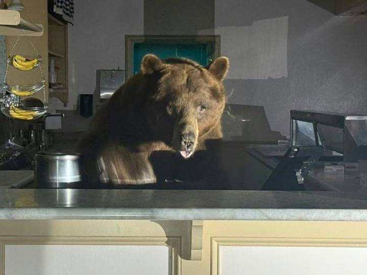 GOT THE SCOOP: Bear takes over California ice cream shop