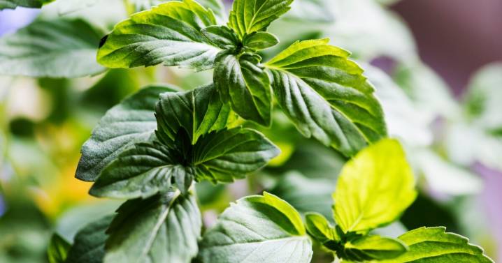 Plantas aromáticas en casa: 6 especies fáciles de cultivar para tener siempre a mano