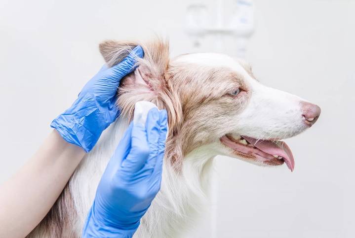 Analysis Helps Vets Predict Dog Health Problems