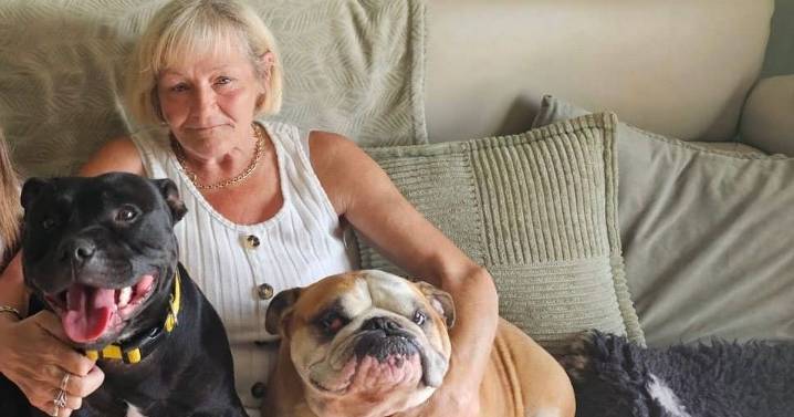 'Dog walker took my pet out for an hour walk in 27C heat, when I got home she was dead'