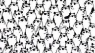 Reto visual: Encuentra a los 2 pandas sin gafas en menos de 10 segundos