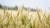 Australian farmland values are at lofty heights. Research reveals this could be hurting some farmers