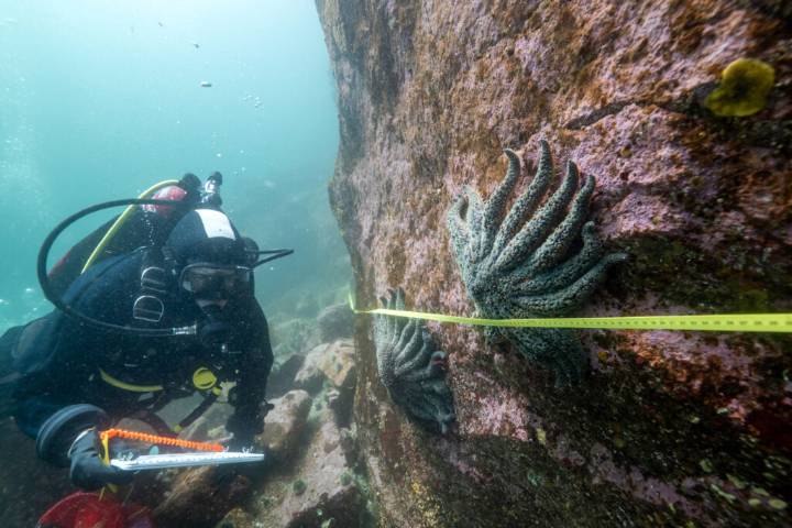Scientists Pinpoint Cause of Massive Sea Star Die-Offs, and Suspect a Link to Global Warming 