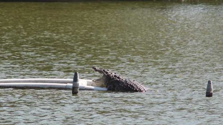 Investigan presunto robo de cocodrilo en Parque Zoológico de Veracruz