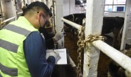 Ganaderos piden cerrar la frontera sur a importación de reses de Centroamérica por gusano barrenador