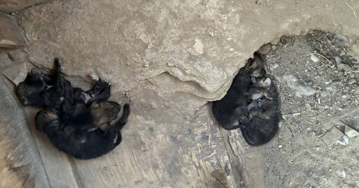 Asha, wolf family released in Gila National Forest