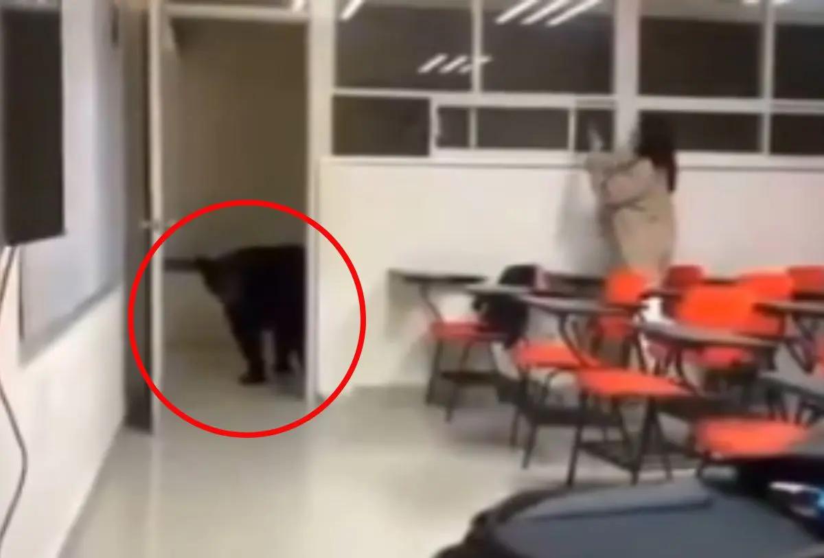 VIDEO: Oso sorprende e interrumpe clases en Nuevo León