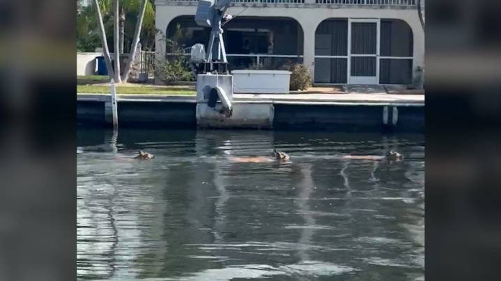 Watch herd of endangered Key deer take a dip in Florida Keys canal