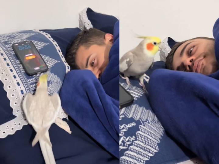 Loro replica la alarma de celular y sorprende a millones en TikTok