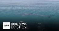 Video shows Great White Shark in Cape Cod Bay, "It was graceful, it was beautiful"