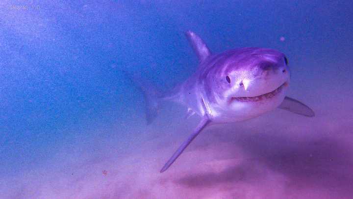 Great white shark spotted spotted near coastal Maine state park