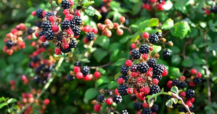 Woman suffers painful burns all over her arms after picking blackberries