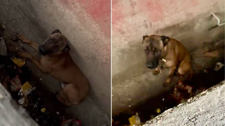 California Puppy Found In A Sewer Finally Sleeps Knowing He Is Safe