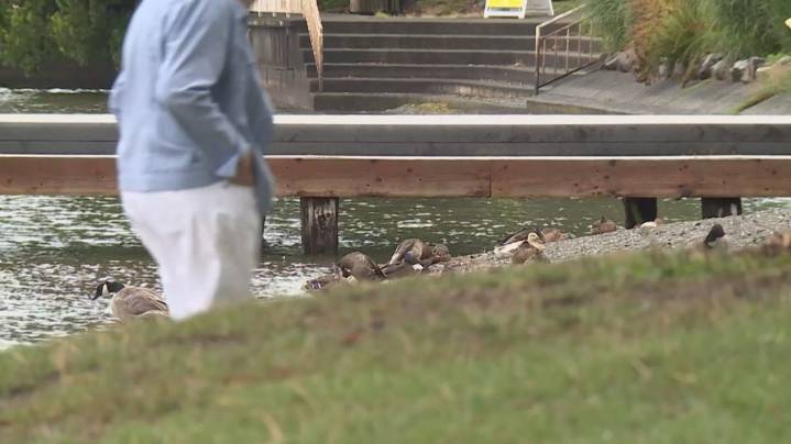 High bacteria levels close Houghton Beach to swimmers